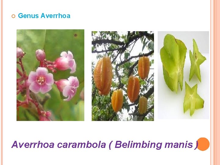  Genus Averrhoa carambola ( Belimbing manis ) 