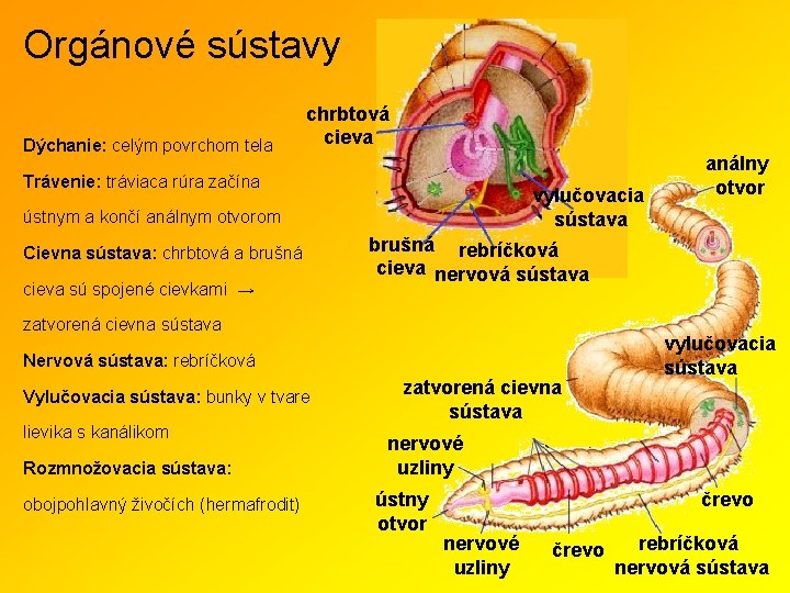 Orgánové sústavy Dýchanie: celým povrchom tela chrbtová cieva Trávenie: tráviaca rúra začína vylučovacia sústava