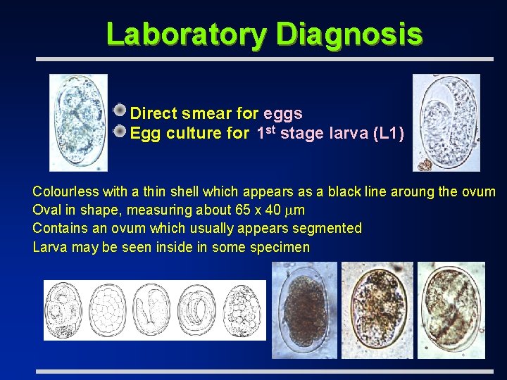 Laboratory Diagnosis Direct smear for eggs Egg culture for 1 st stage larva (L