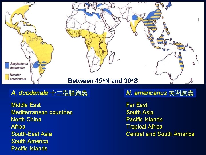 Between 45 o. N and 30 o. S A. duodenale 十二指腸鉤蟲 N. americanus 美洲鉤蟲