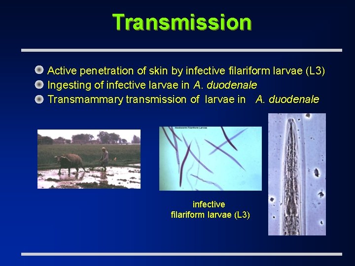 Transmission Active penetration of skin by infective filariform larvae (L 3) Ingesting of infective