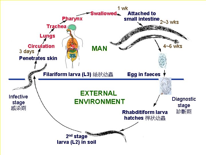 Pharynx 1 wk Swallowed Attached to small intestine Trachea 2~3 wks Lungs Circulation 3