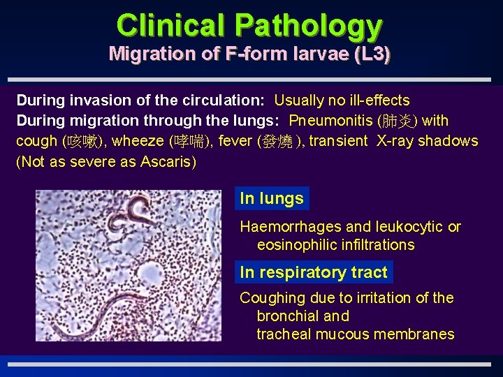 Clinical Pathology Migration of F-form larvae (L 3) During invasion of the circulation: Usually