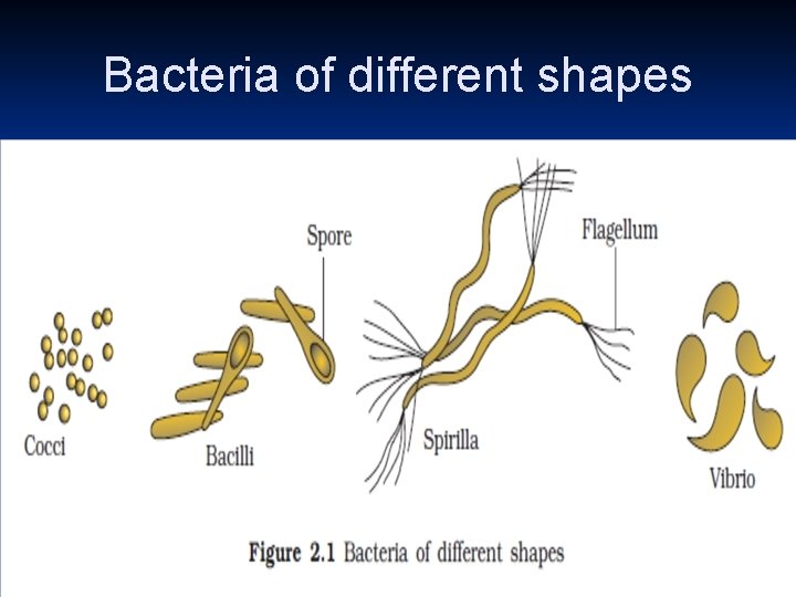 Bacteria of different shapes 