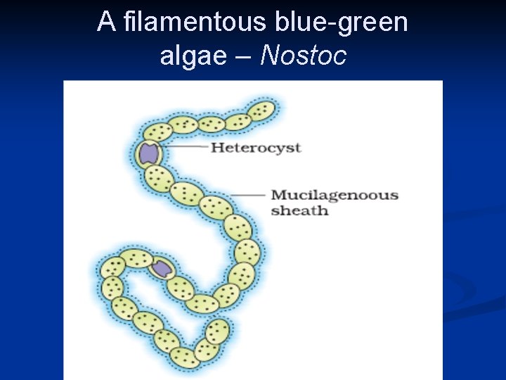 A filamentous blue-green algae – Nostoc 