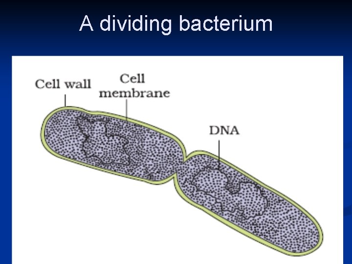 A dividing bacterium 