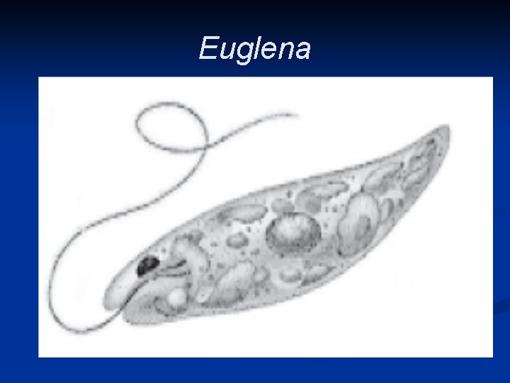 Euglena 