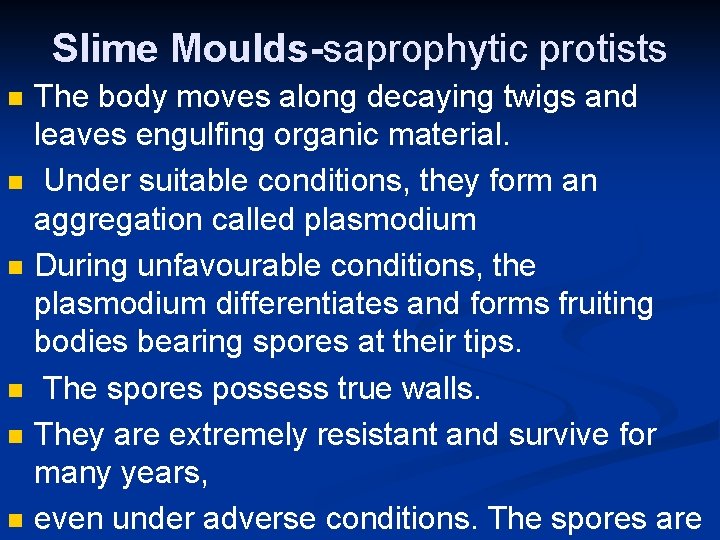 Slime Moulds-saprophytic protists n n n The body moves along decaying twigs and leaves