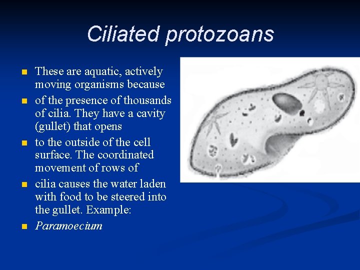 Ciliated protozoans n n n These are aquatic, actively moving organisms because of the