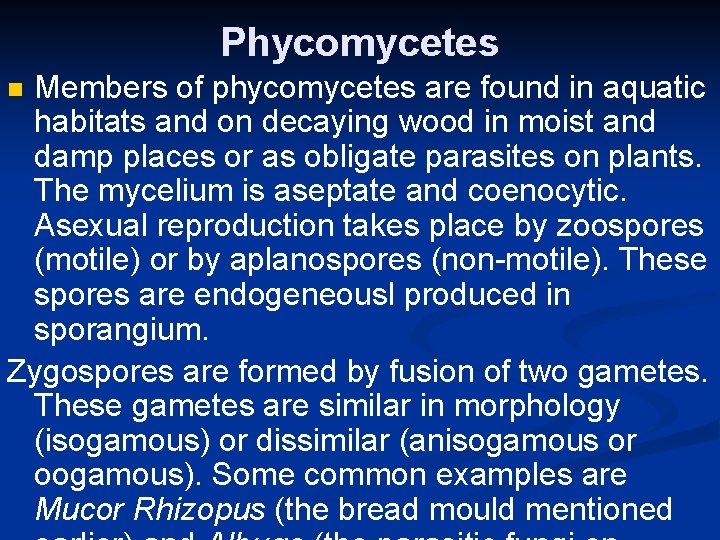 Phycomycetes Members of phycomycetes are found in aquatic habitats and on decaying wood in