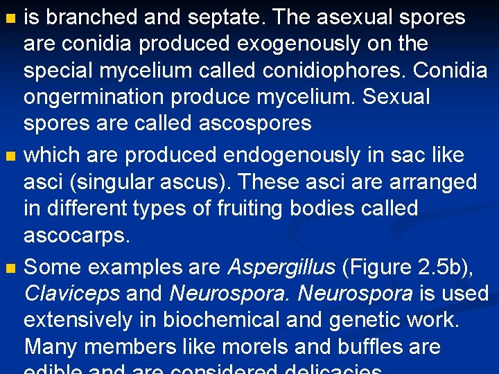 n n n is branched and septate. The asexual spores are conidia produced exogenously