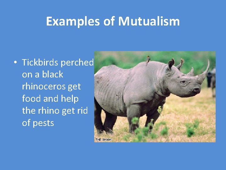 Examples of Mutualism • Tickbirds perched on a black rhinoceros get food and help
