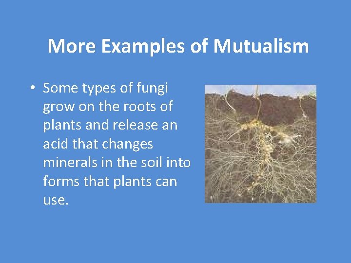 More Examples of Mutualism • Some types of fungi grow on the roots of