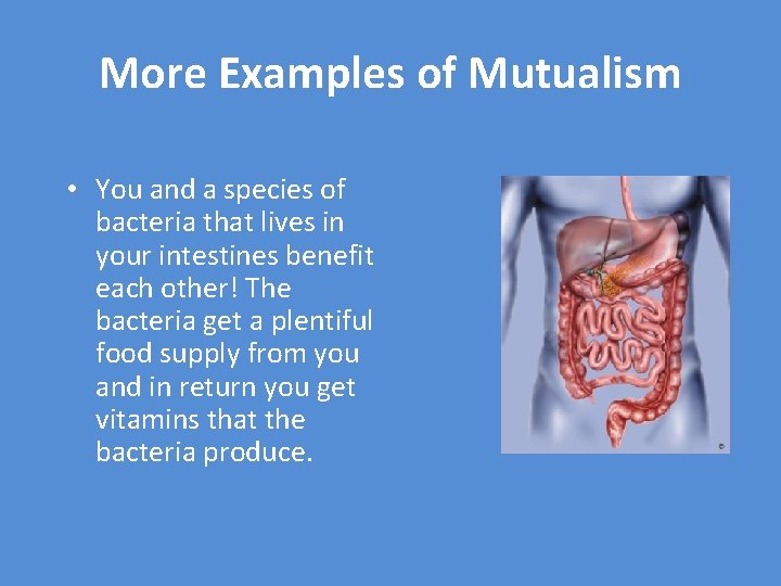 More Examples of Mutualism • You and a species of bacteria that lives in