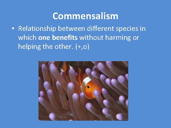 Commensalism • Relationship between different species in which one benefits without harming or helping