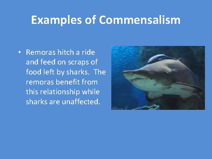 Examples of Commensalism • Remoras hitch a ride and feed on scraps of food