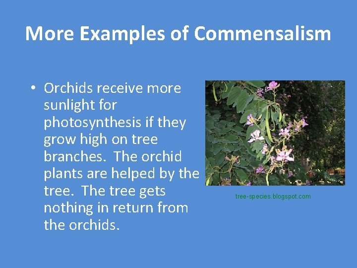 More Examples of Commensalism • Orchids receive more sunlight for photosynthesis if they grow