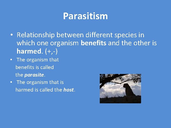 Parasitism • Relationship between different species in which one organism benefits and the other