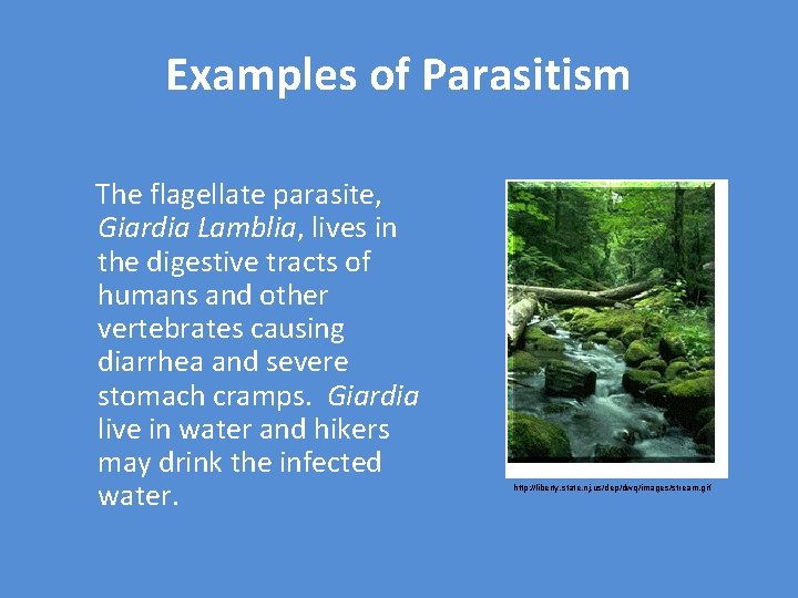 Examples of Parasitism The flagellate parasite, Giardia Lamblia, lives in the digestive tracts of