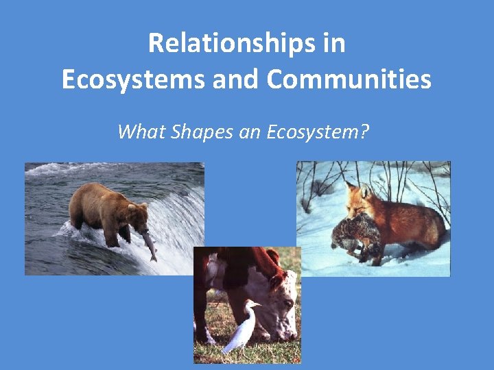 Relationships in Ecosystems and Communities What Shapes an Ecosystem? 