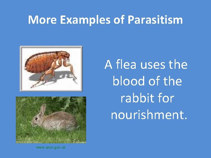 More Examples of Parasitism A flea uses the blood of the rabbit for nourishment.