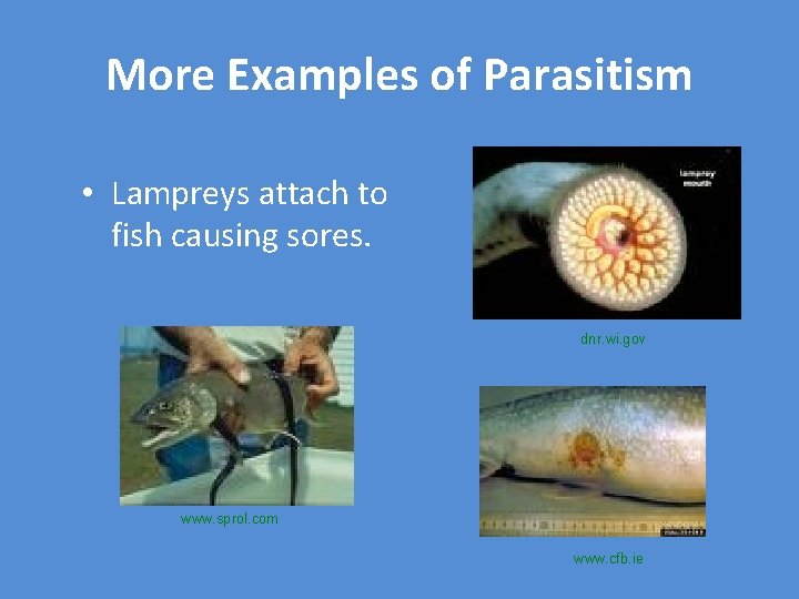 More Examples of Parasitism • Lampreys attach to fish causing sores. dnr. wi. gov