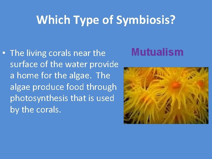 Which Type of Symbiosis? • The living corals near the surface of the water