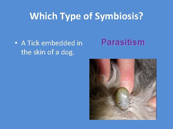 Which Type of Symbiosis? • A Tick embedded in the skin of a dog.
