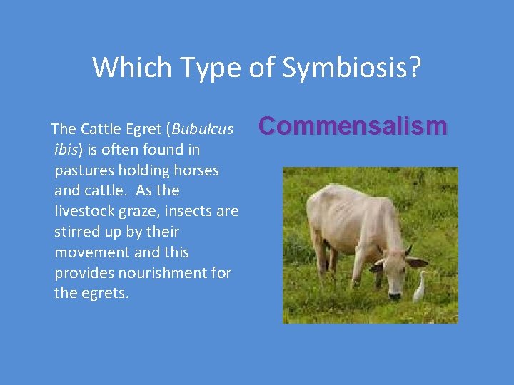 Which Type of Symbiosis? The Cattle Egret (Bubulcus ibis) is often found in pastures
