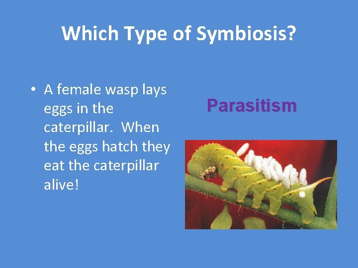 Which Type of Symbiosis? • A female wasp lays eggs in the caterpillar. When