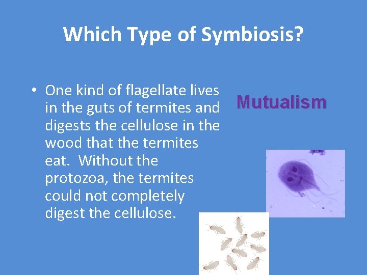 Which Type of Symbiosis? • One kind of flagellate lives in the guts of