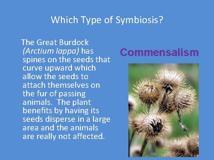 Which Type of Symbiosis? The Great Burdock (Arctium lappa) has spines on the seeds