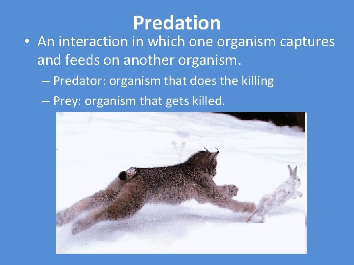 Predation • An interaction in which one organism captures and feeds on another organism.