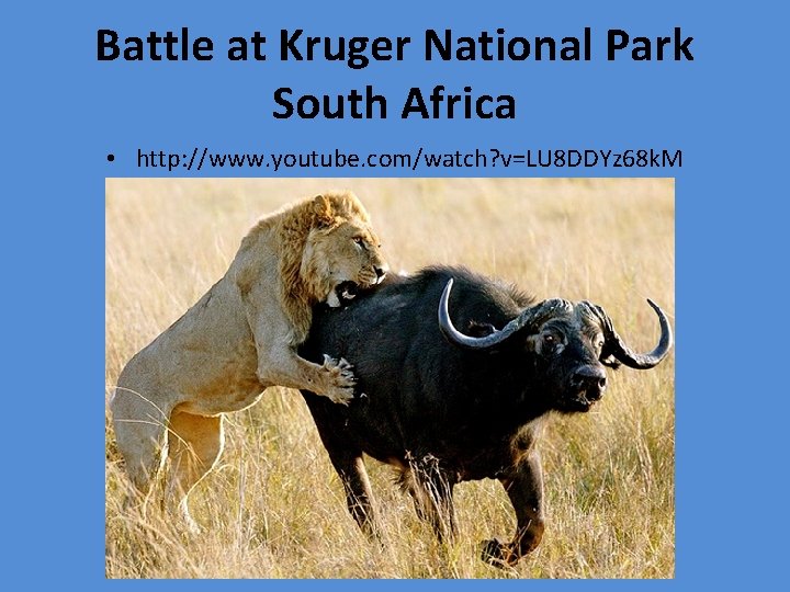 Battle at Kruger National Park South Africa • http: //www. youtube. com/watch? v=LU 8