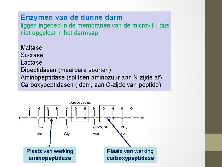 Enzymen van de dunne darm: liggen ingebed in de membranen van de microvilli, dus