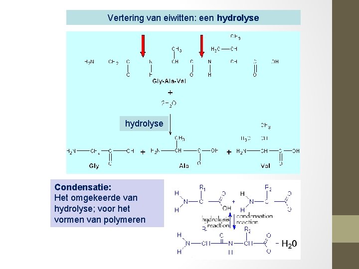 Vertering van eiwitten: een hydrolyse Condensatie: Het omgekeerde van hydrolyse; voor het vormen van