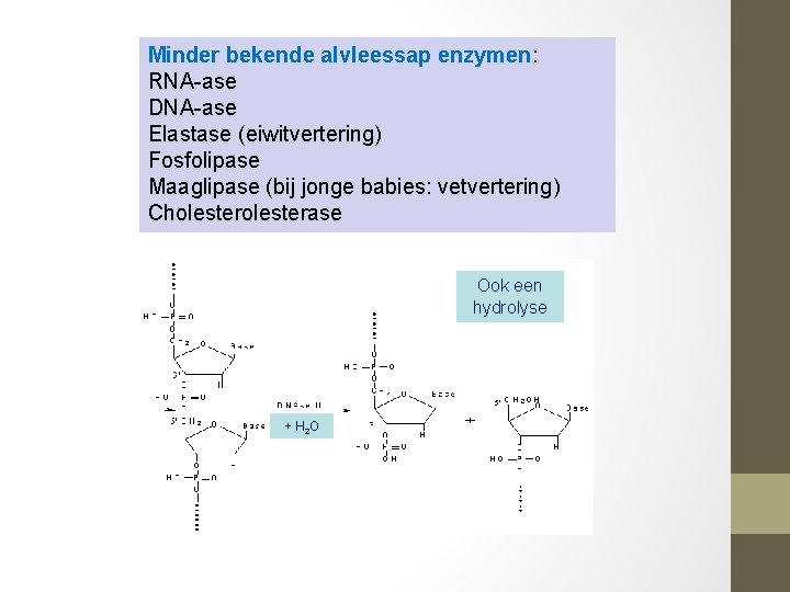 Minder bekende alvleessap enzymen: RNA-ase DNA-ase Elastase (eiwitvertering) Fosfolipase Maaglipase (bij jonge babies: vetvertering)