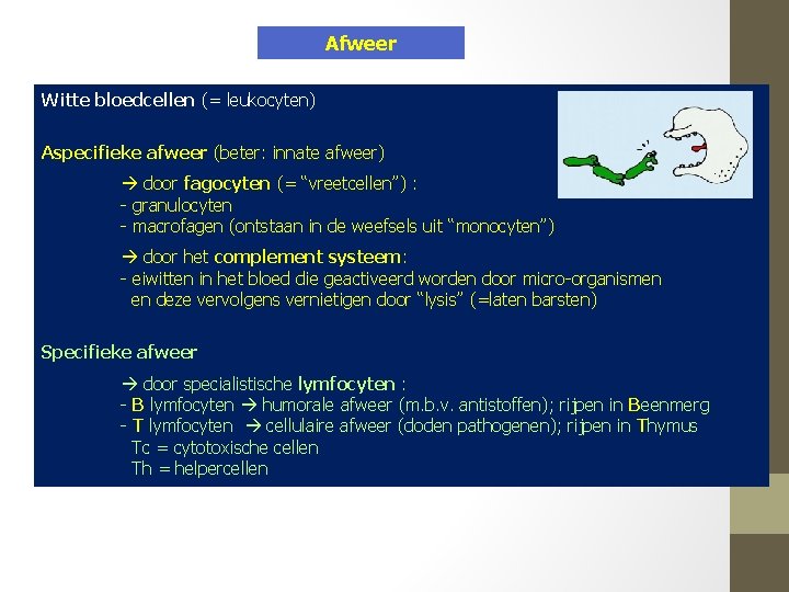 Afweer Witte bloedcellen (= leukocyten) Aspecifieke afweer (beter: innate afweer) door fagocyten (= “vreetcellen”)