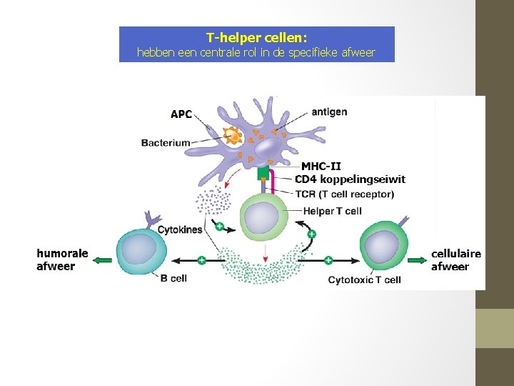 T-helper cellen: hebben een centrale rol in de specifieke afweer 