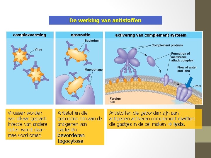 De werking van antistoffen Virussen worden aan elkaar geplakt: infectie van andere cellen wordt