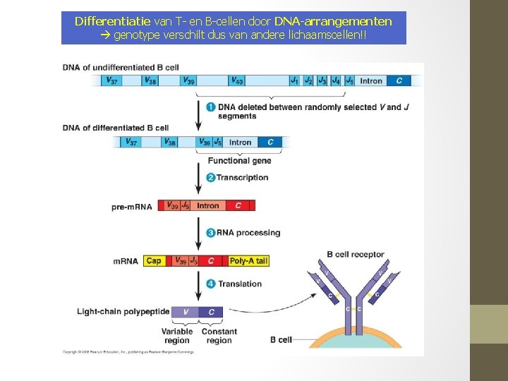 Differentiatie van T- en B-cellen door DNA-arrangementen genotype verschilt dus van andere lichaamscellen!! 