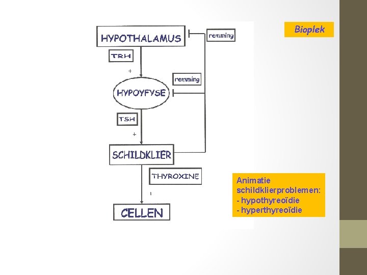 Bioplek Animatie schildklierproblemen: - hypothyreoïdie - hyperthyreoïdie 