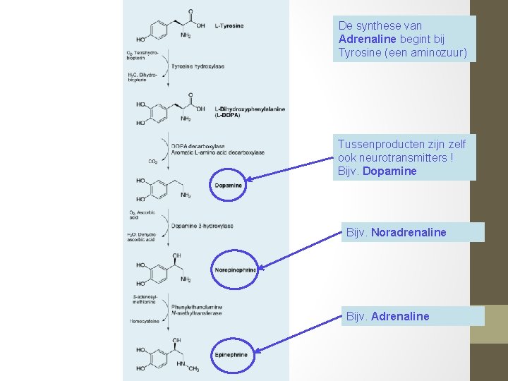 De synthese van Adrenaline begint bij Tyrosine (een aminozuur) Tussenproducten zijn zelf ook neurotransmitters