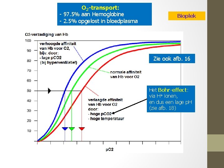 O 2 -transport: - 97. 5% aan Hemoglobine - 2. 5% opgelost in bloedplasma