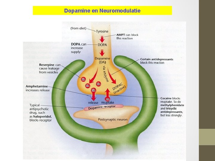Dopamine en Neuromodulatie Dopamine wordt geproduceerd in “dopaminerge banen” in hersengebieden die o. a.