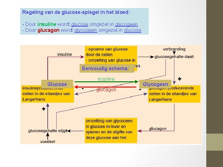 Regeling van de glucose-spiegel in het bloed: - Door insuline wordt glucose omgezet in