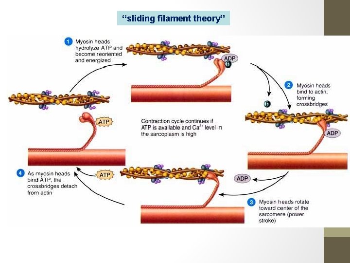 “sliding filament theory” 