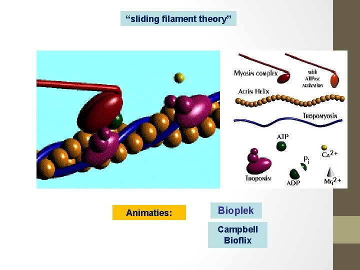 “sliding filament theory” Animaties: Bioplek Campbell Bioflix 
