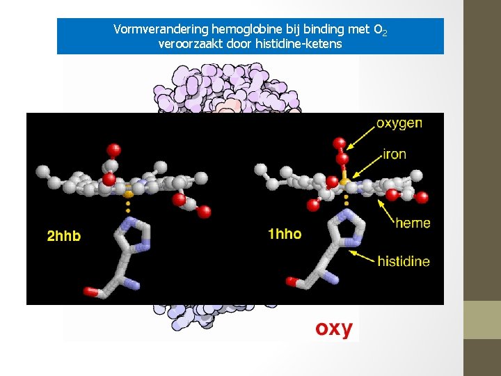 Vormverandering hemoglobine bij binding met O 2 veroorzaakt door histidine-ketens 