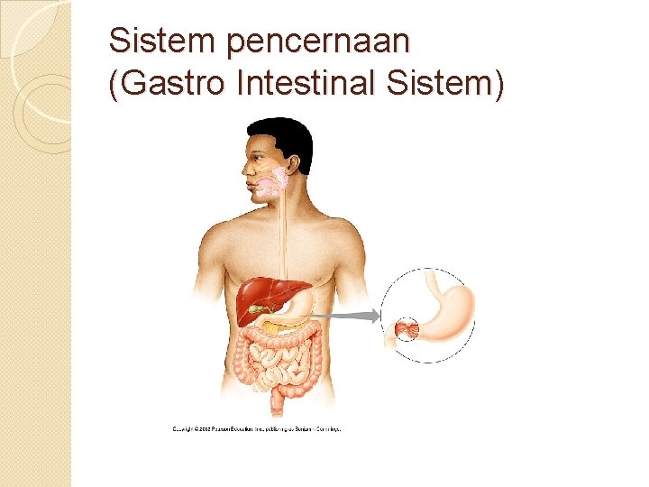 Sistem pencernaan (Gastro Intestinal Sistem) 